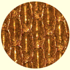 UV Gold Engraving